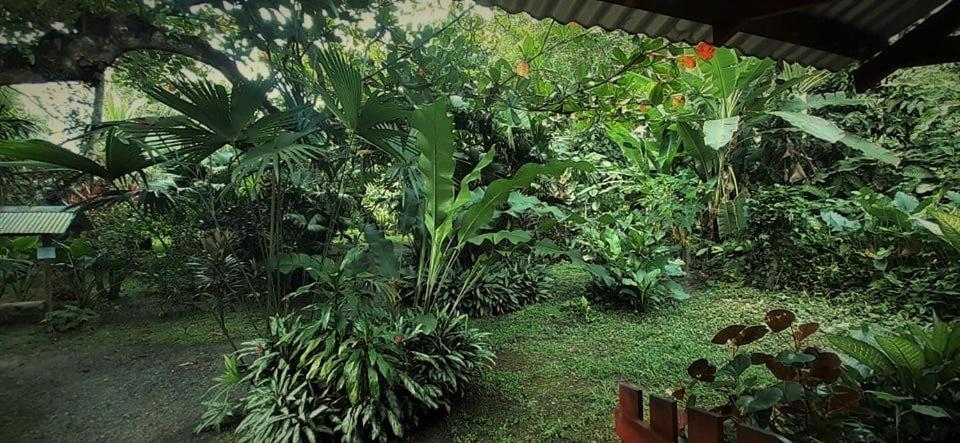 Cabinas Algebra Cahuita Luaran gambar